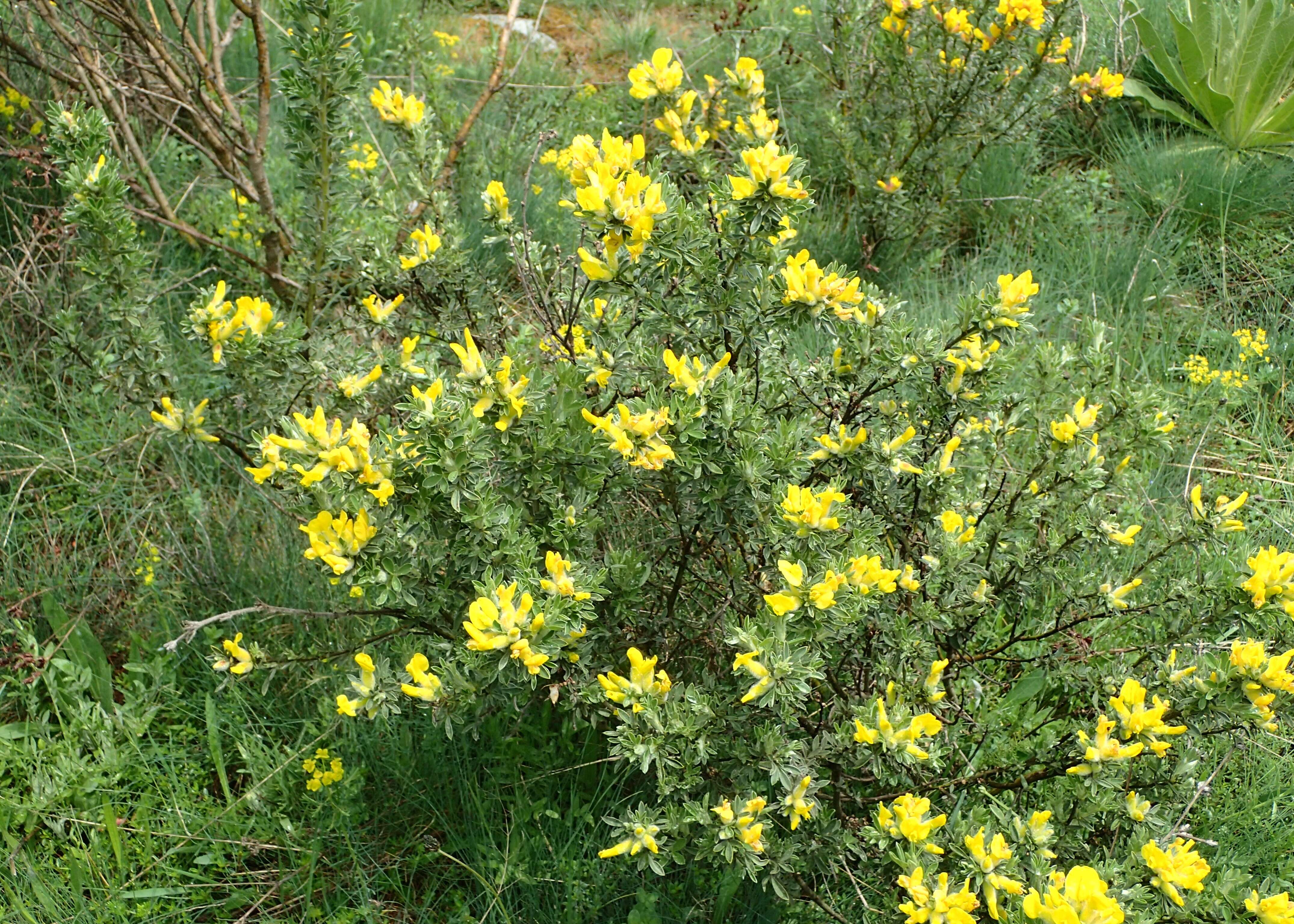 Image of big-flower broom