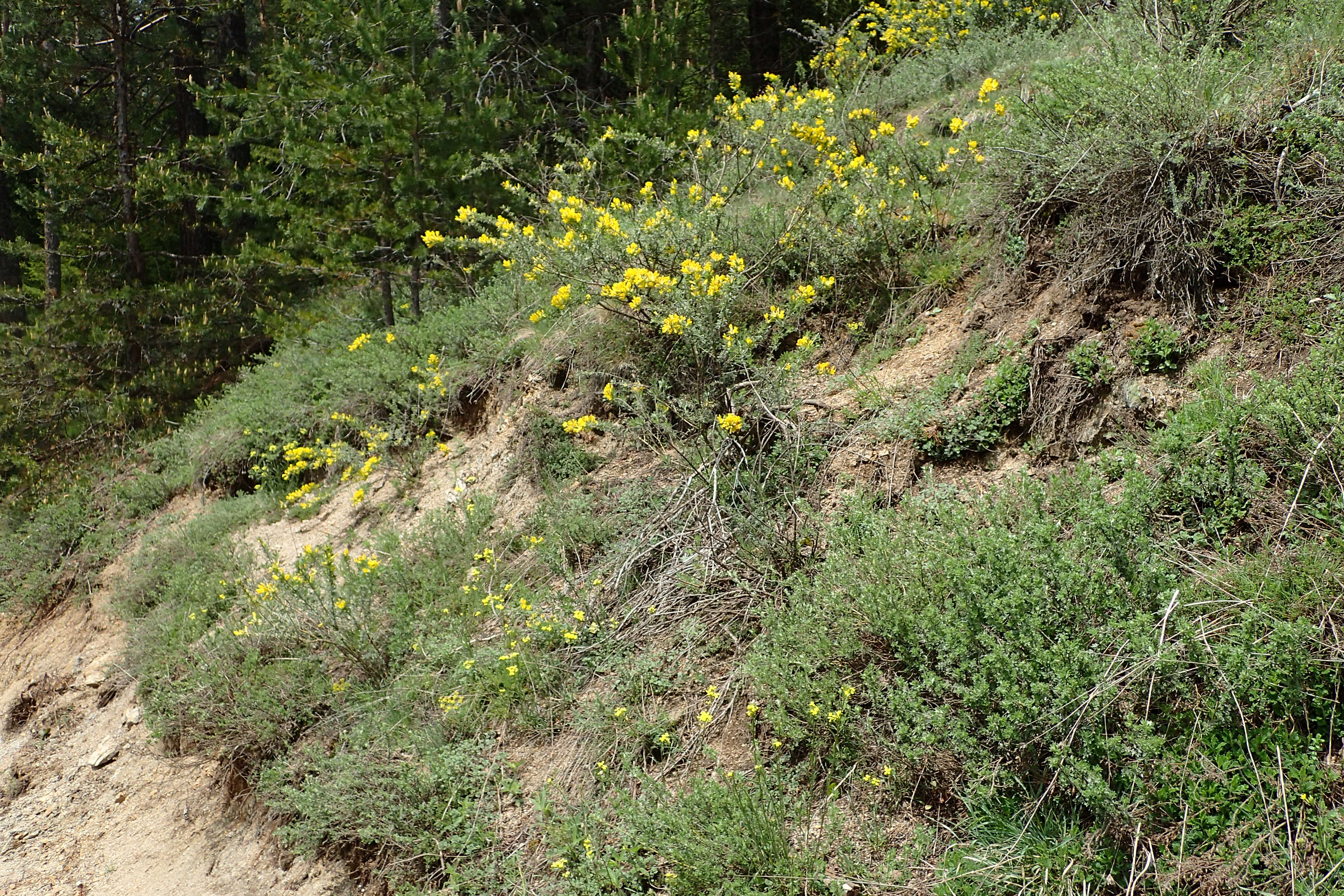 Image of big-flower broom