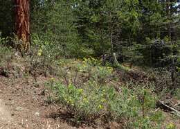 Image of big-flower broom