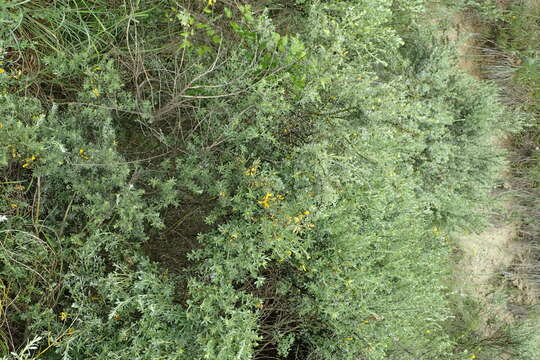 Image of big-flower broom