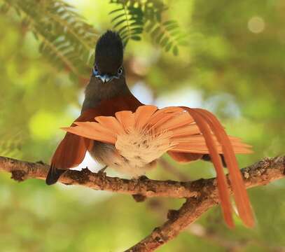 Image of African Paradise Flycatcher