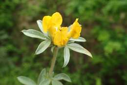 Image of big-flower broom