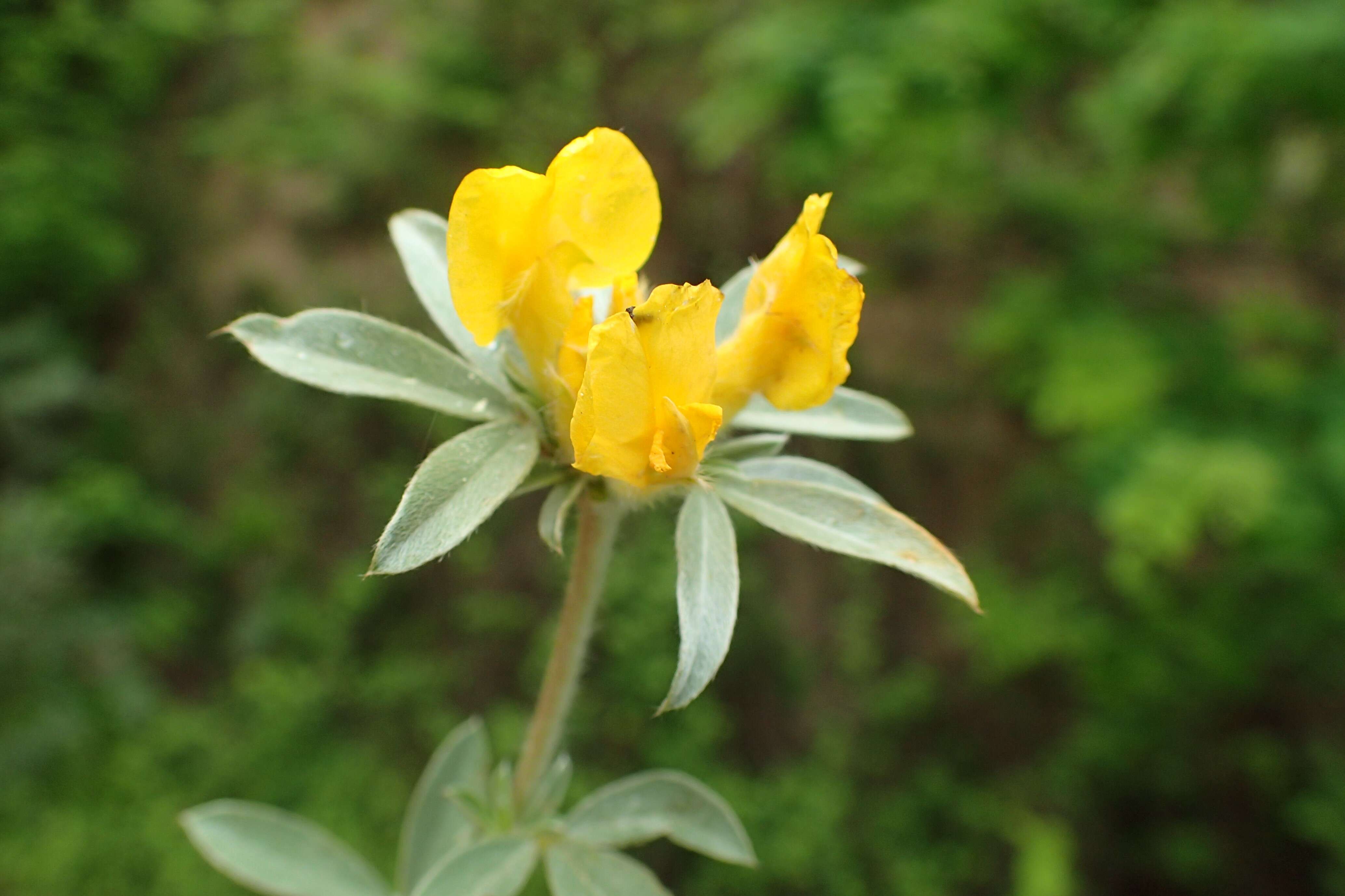 Image of big-flower broom