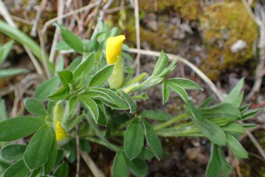 Image of big-flower broom