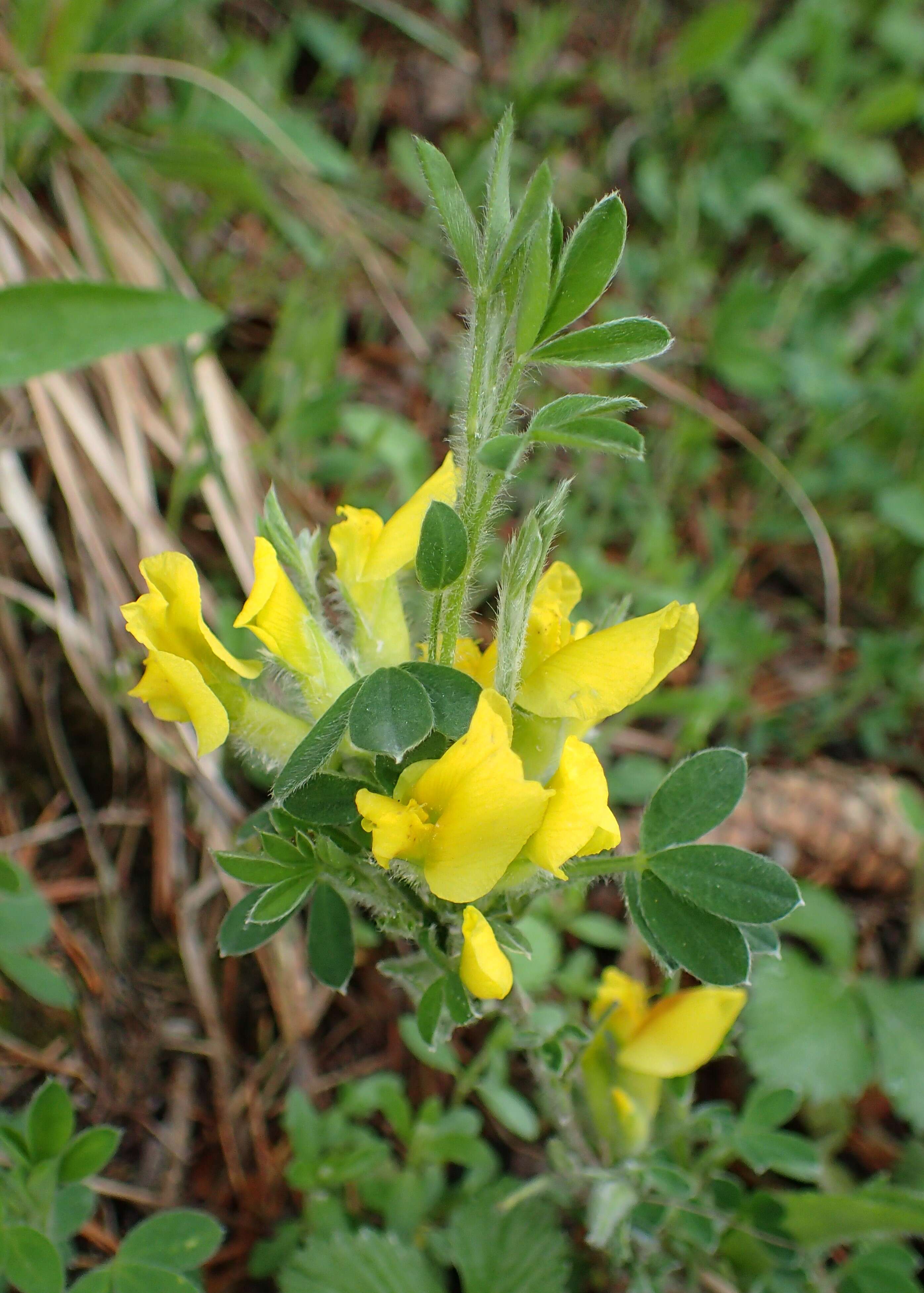 Слика од Cytisus hirsutus L.