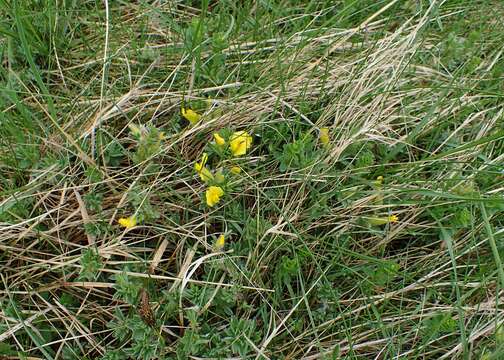 Image of big-flower broom