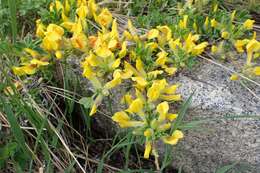 Слика од Cytisus hirsutus L.