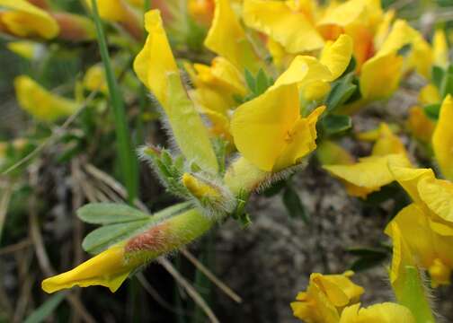 Image of big-flower broom