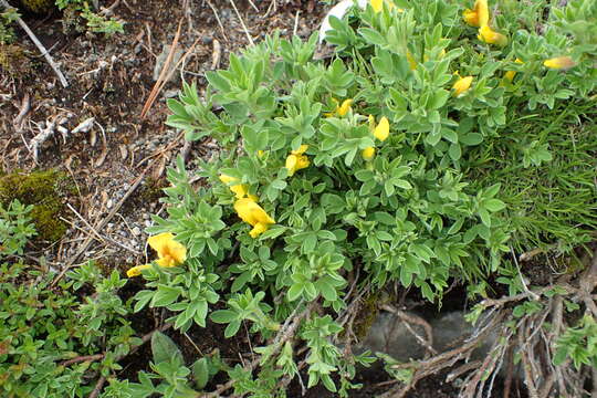 Image of big-flower broom