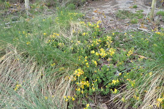 Image of big-flower broom