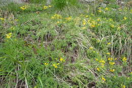 Image of big-flower broom