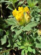 Image of big-flower broom