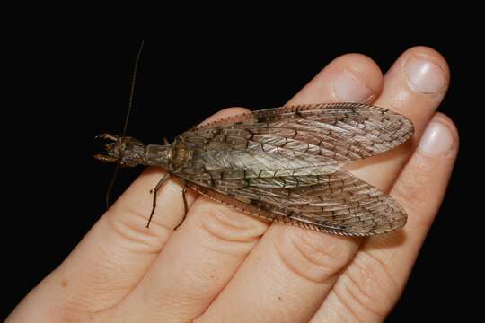 Sivun Corydalus cornutus (Linnaeus 1758) kuva