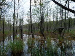 Image of Greater Bladderwort