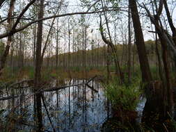 Image of Greater Bladderwort