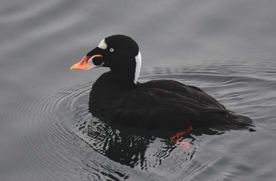 Image of scoter