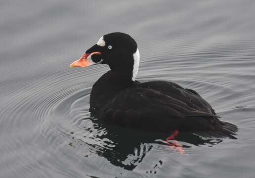 Image of scoter