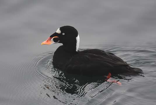 Image of scoter