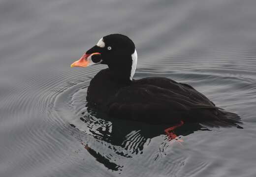 Image of scoter