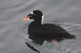 Image of scoter