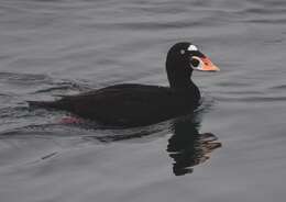 Image of scoter