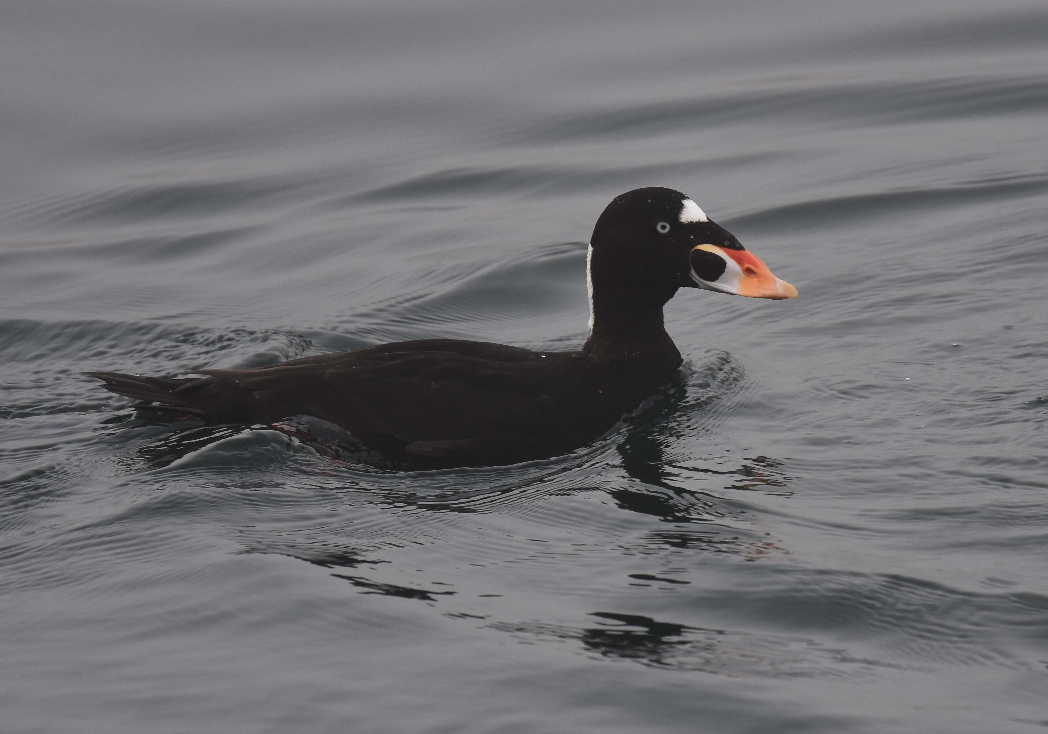 Image of scoter