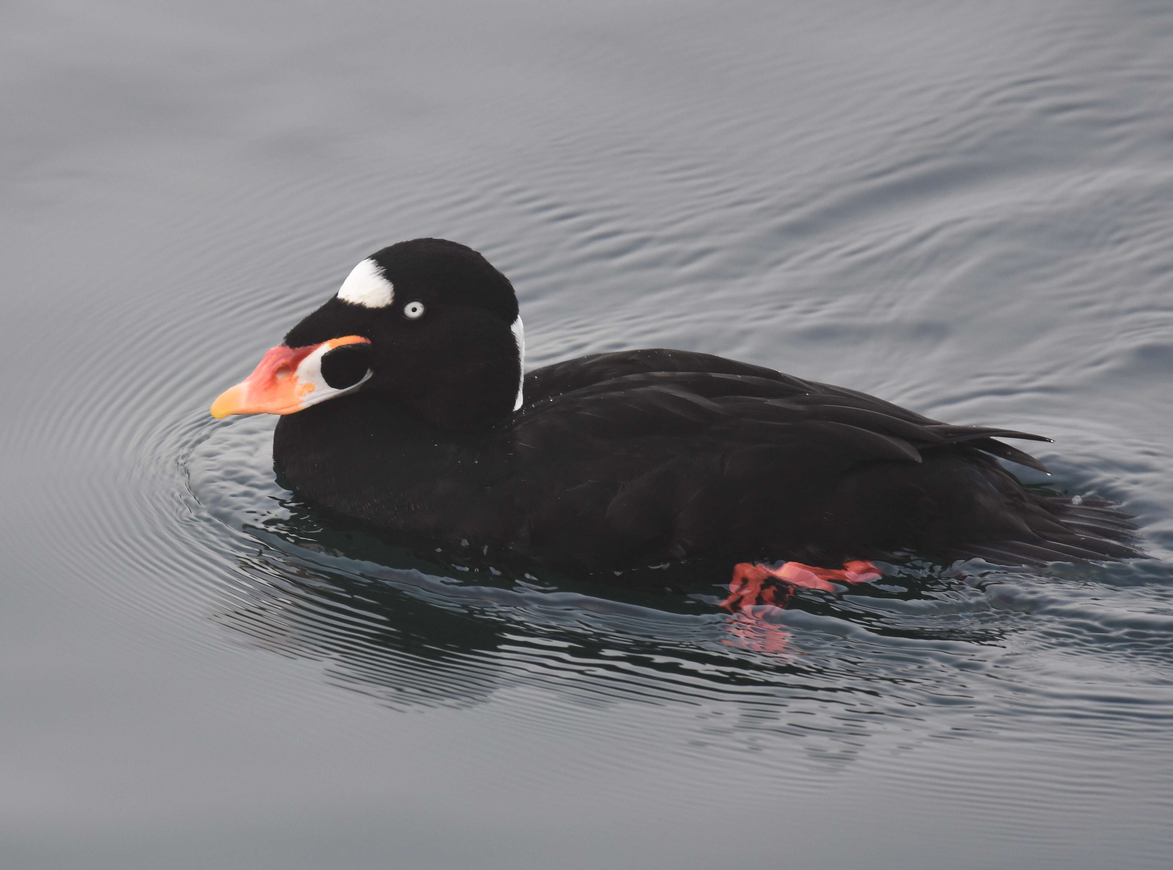 Image of scoter