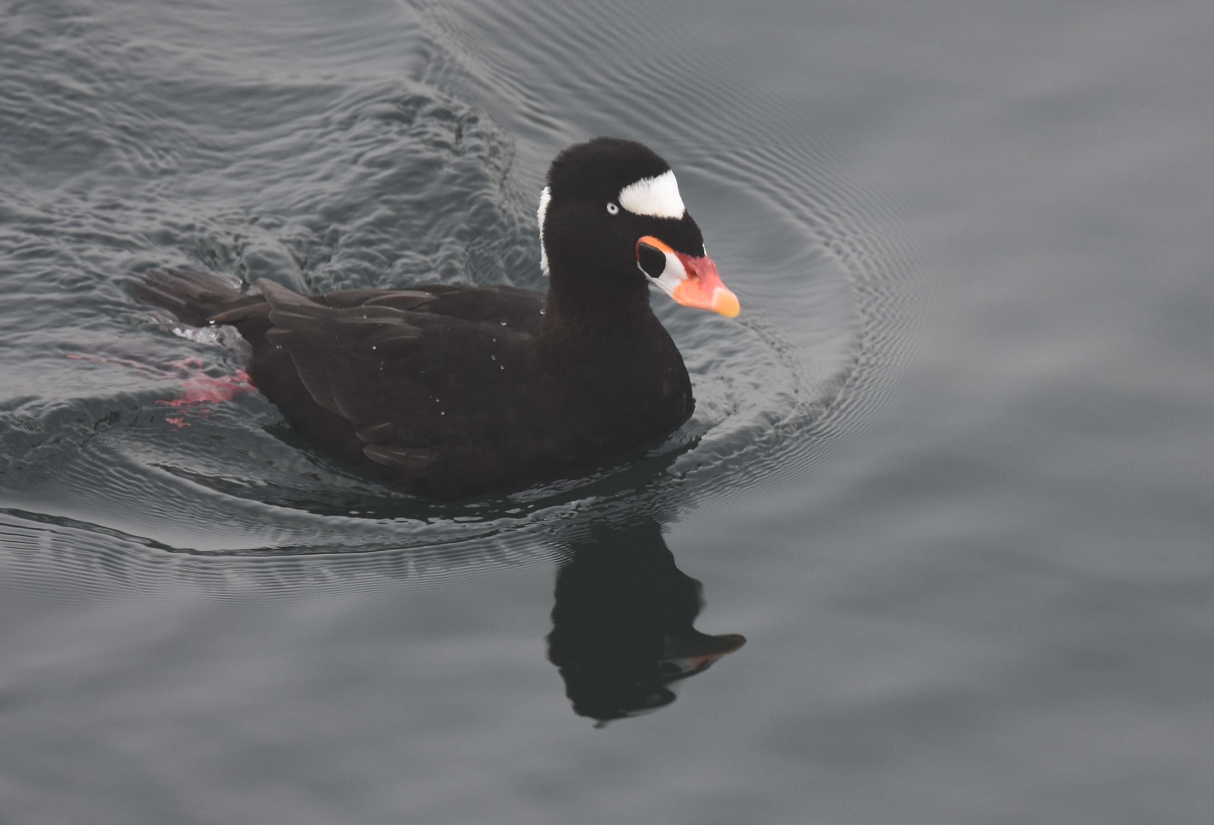 Image of scoter