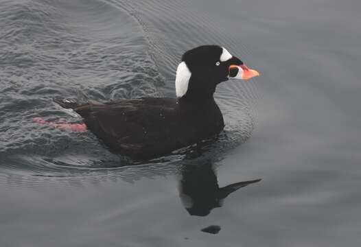 Image of scoter