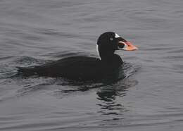 Image of scoter