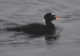 Image of scoter