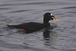 Image of scoter