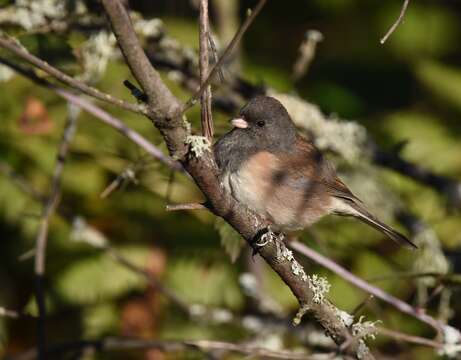 Image of juncos