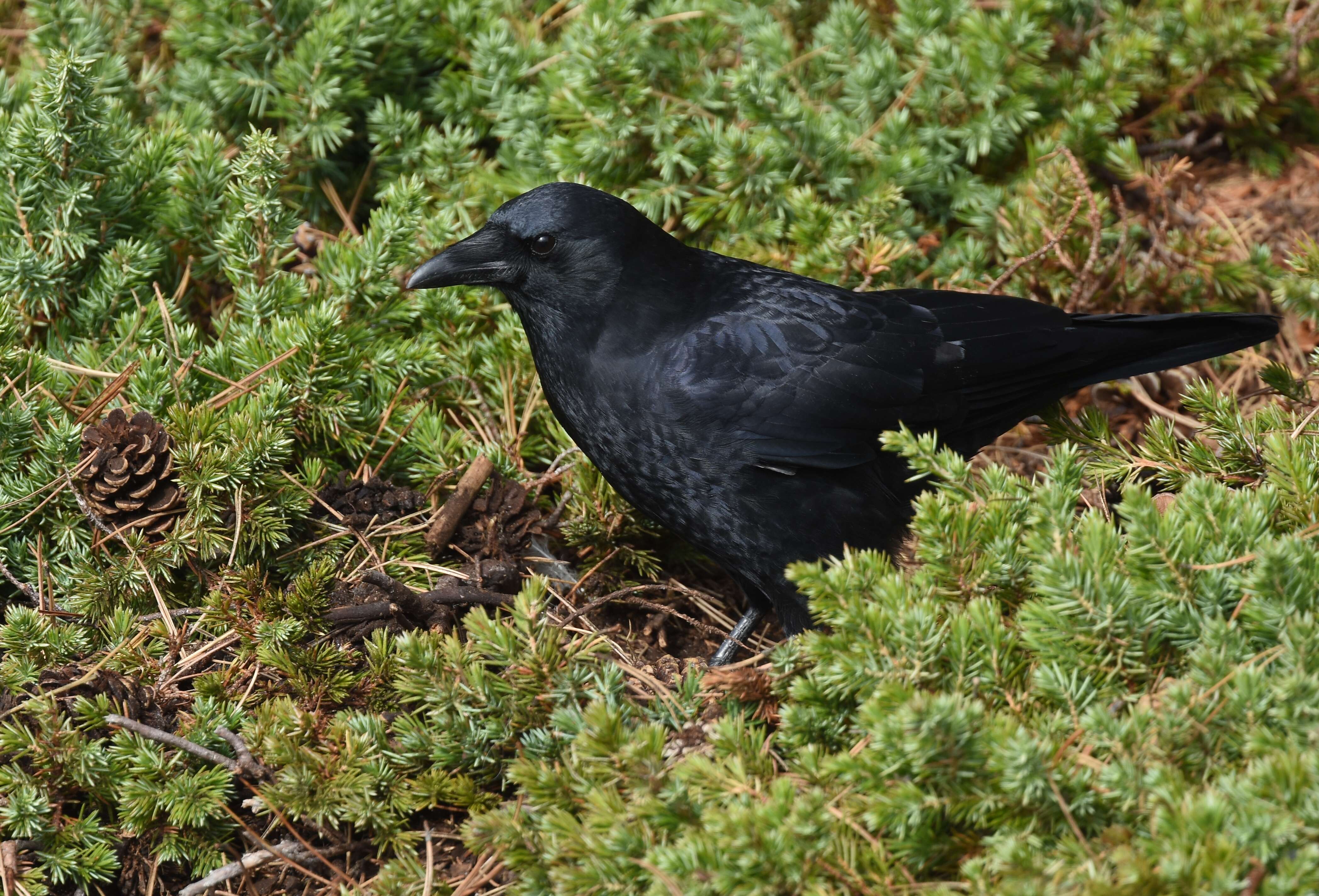 Image of American Crow