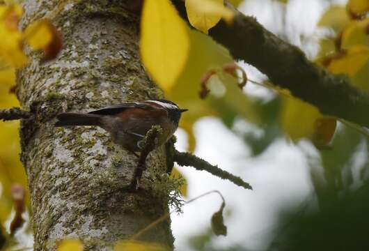 Image of Chestnut-backed Chickadee