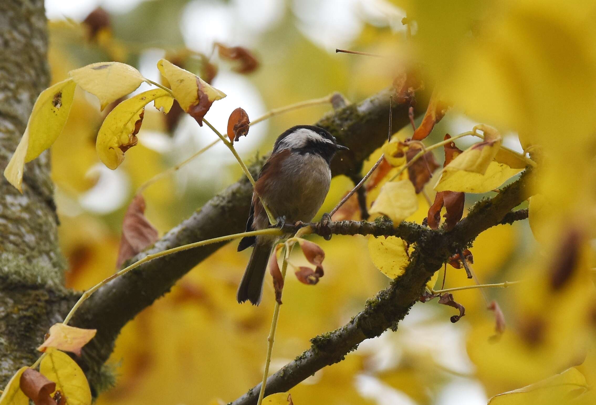 Image of Chestnut-backed Chickadee