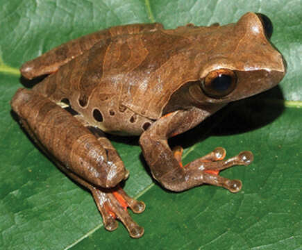 Image of Dendropsophus anceps (Lutz 1929)