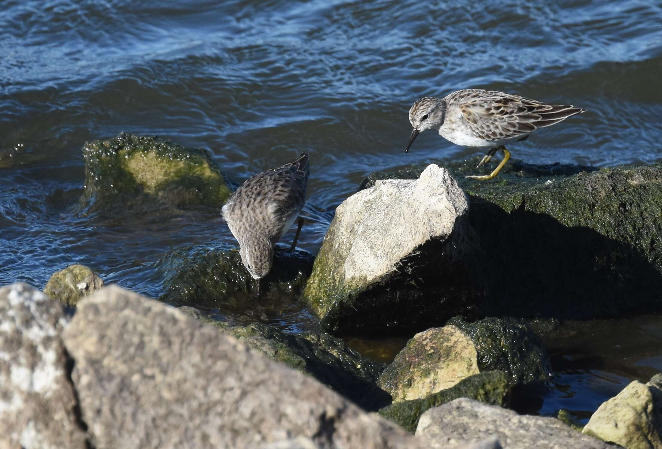 Image of Least Sandpiper