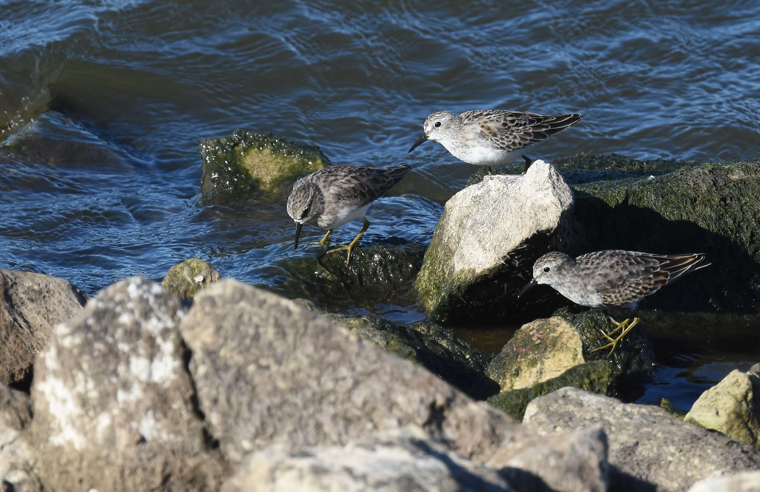 Image of Least Sandpiper