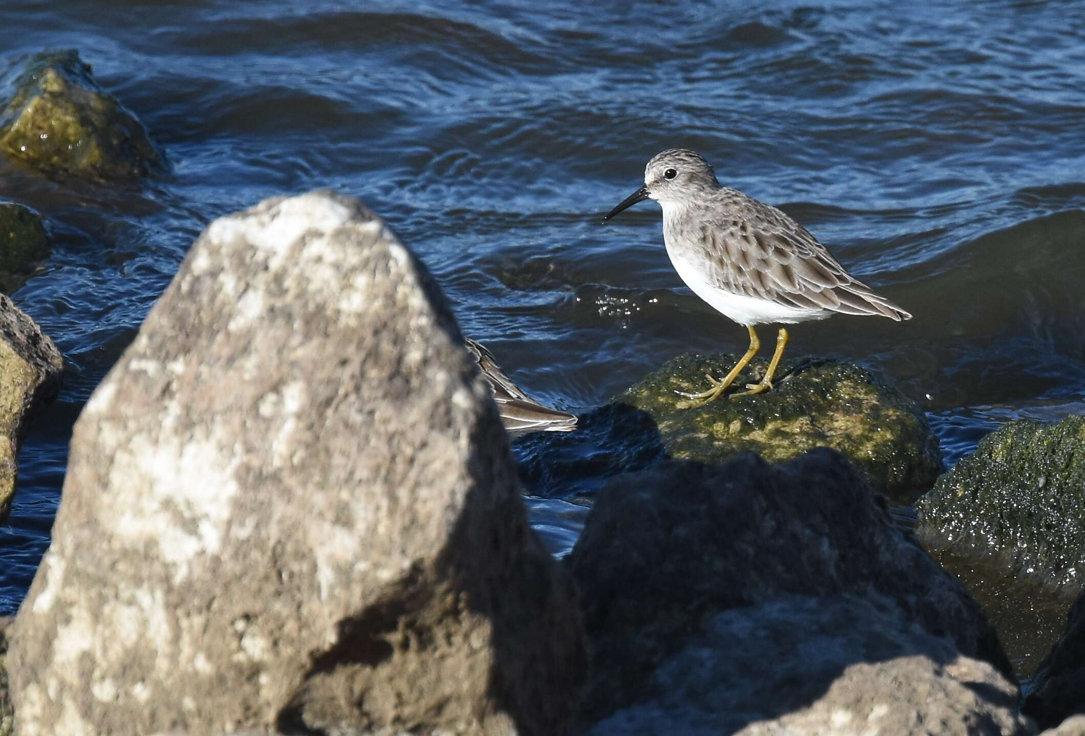 Image of Least Sandpiper