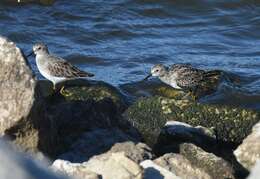 Image of Least Sandpiper