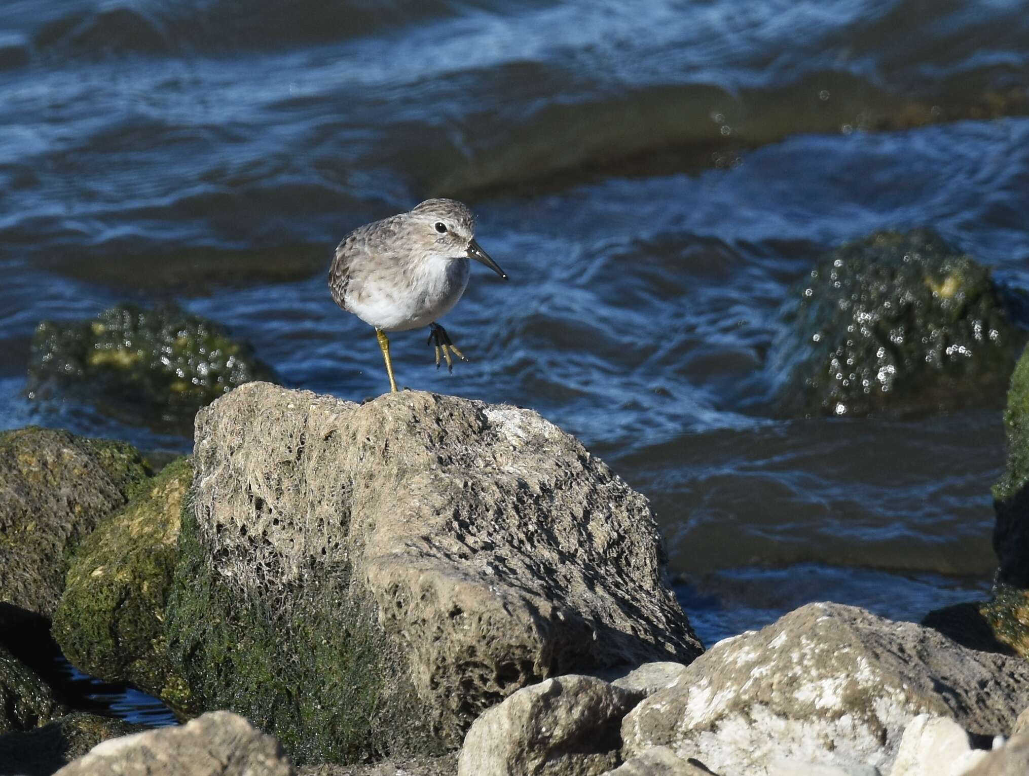 Image of Least Sandpiper