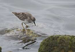 Image of Least Sandpiper