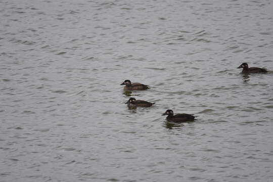 Image of scoter