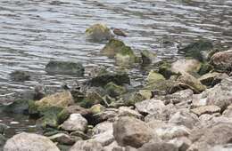 Image of Least Sandpiper