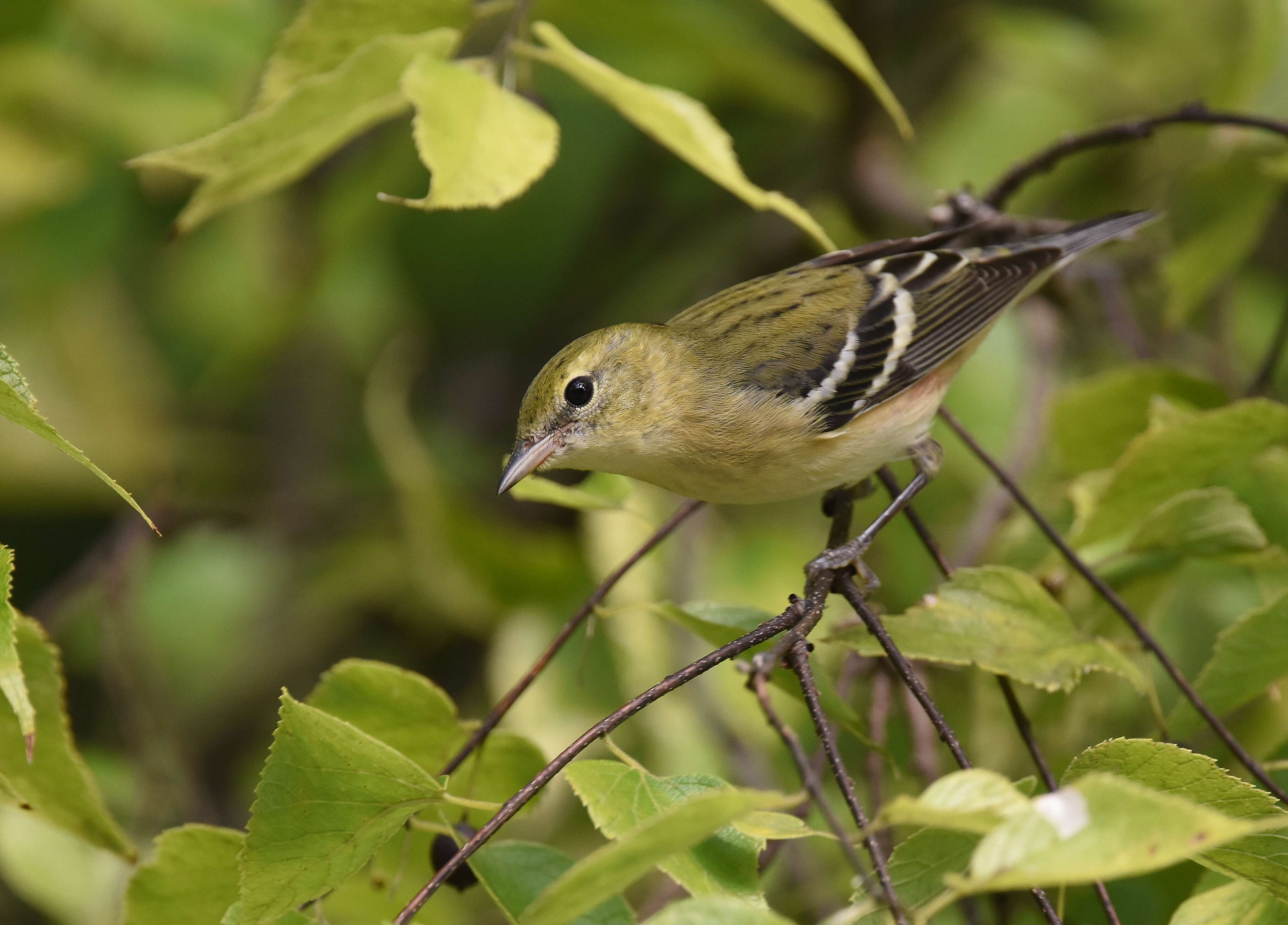 Image of Bay-breasted Warbler