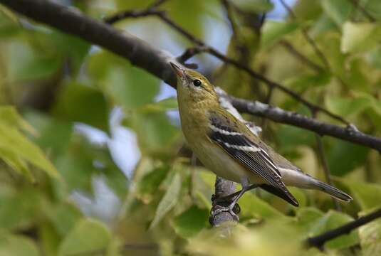 Image of Bay-breasted Warbler