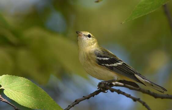 Image of Bay-breasted Warbler