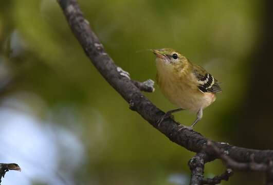 Image of Bay-breasted Warbler