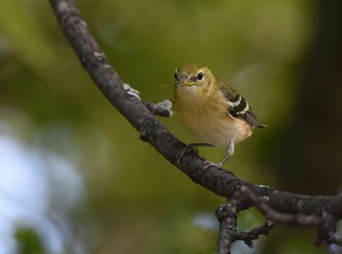 Setophaga castanea (Wilson & A 1810) resmi